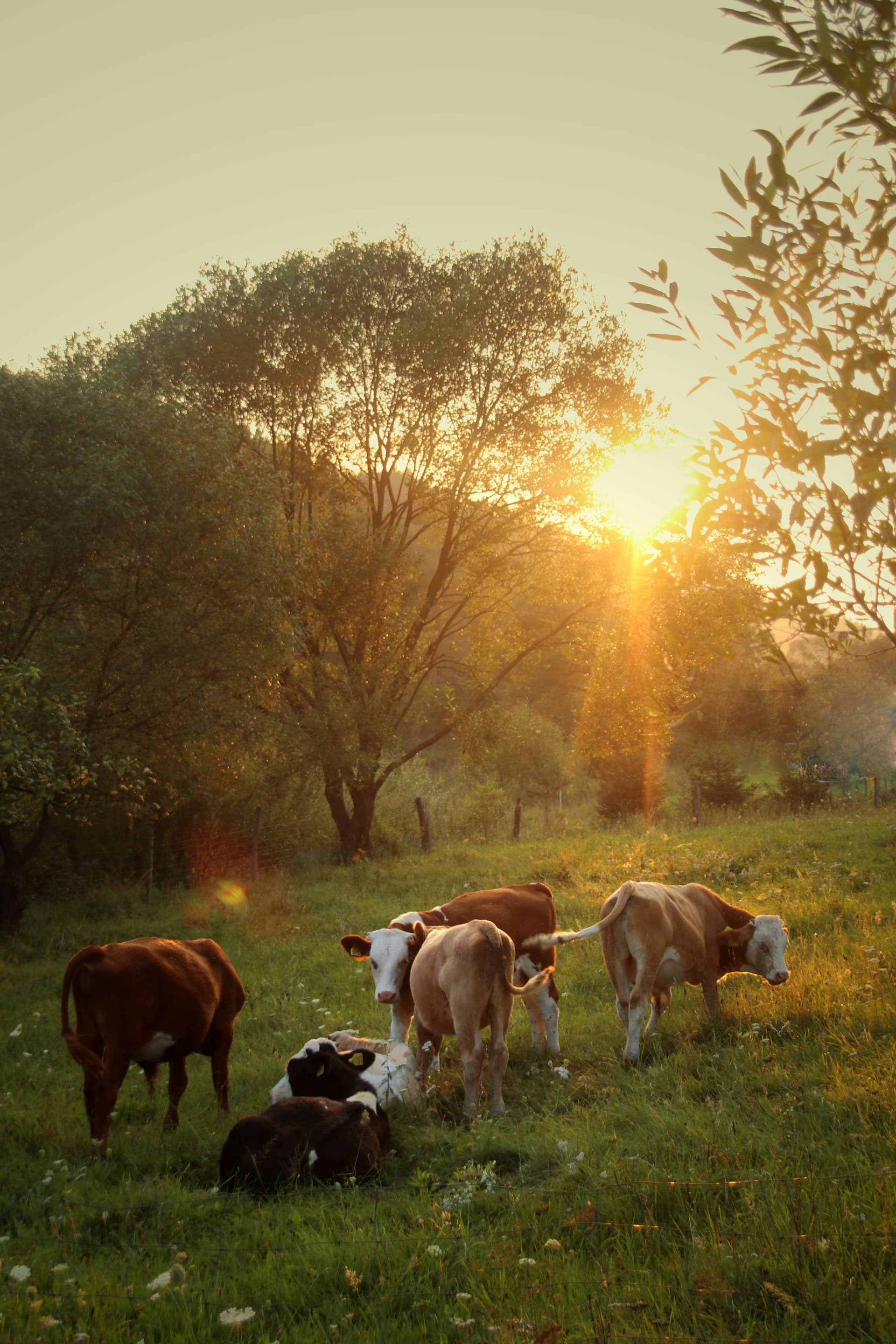 Cow in a lush green pasture