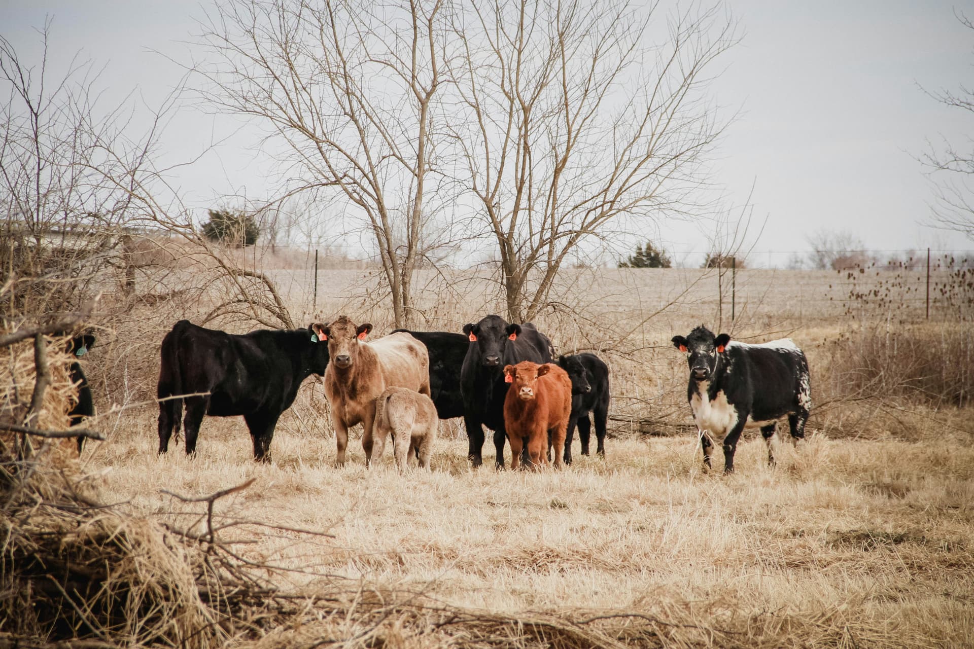Oxen and tractor working a green field