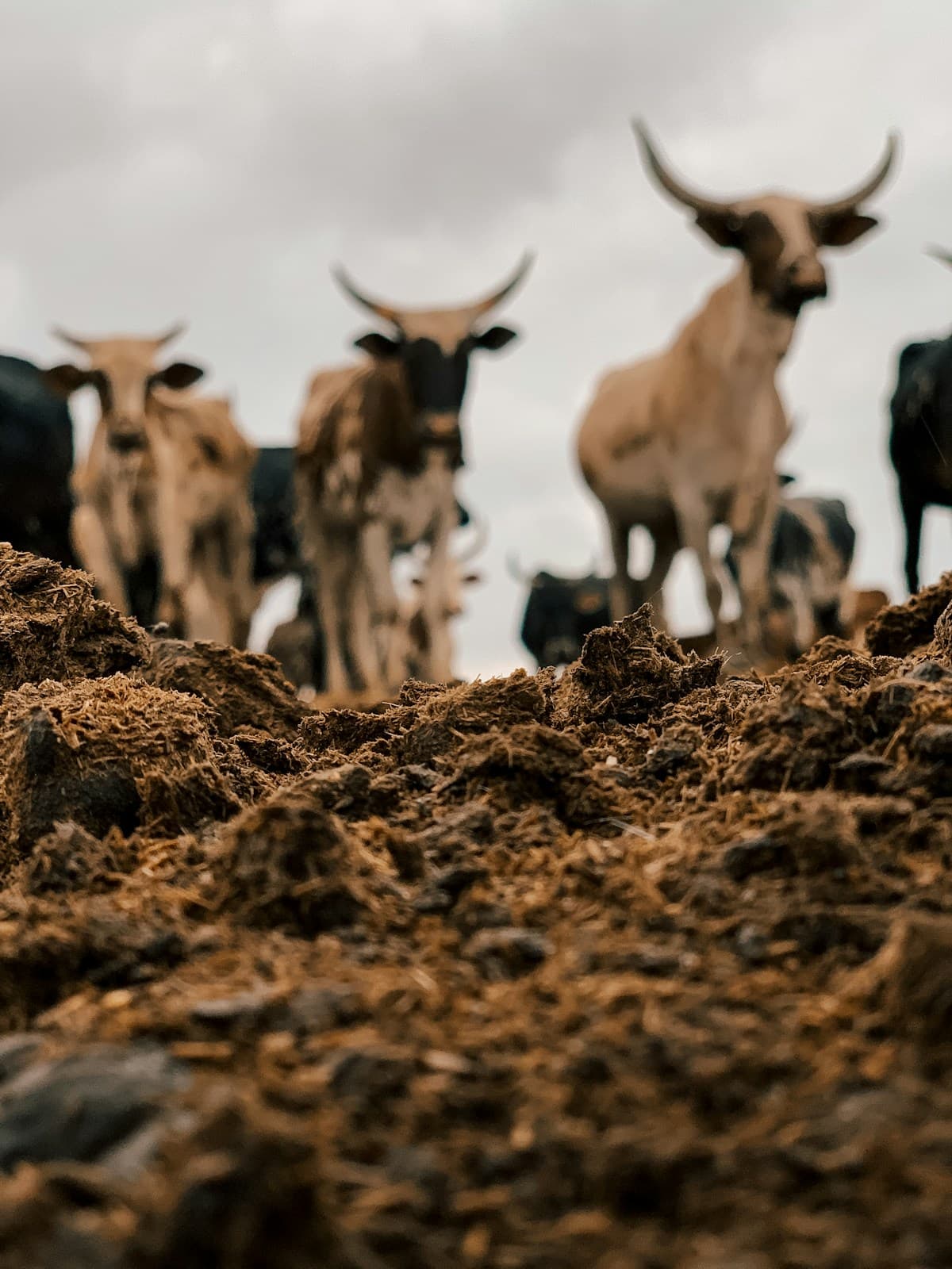 Horned cattle herd on the farm