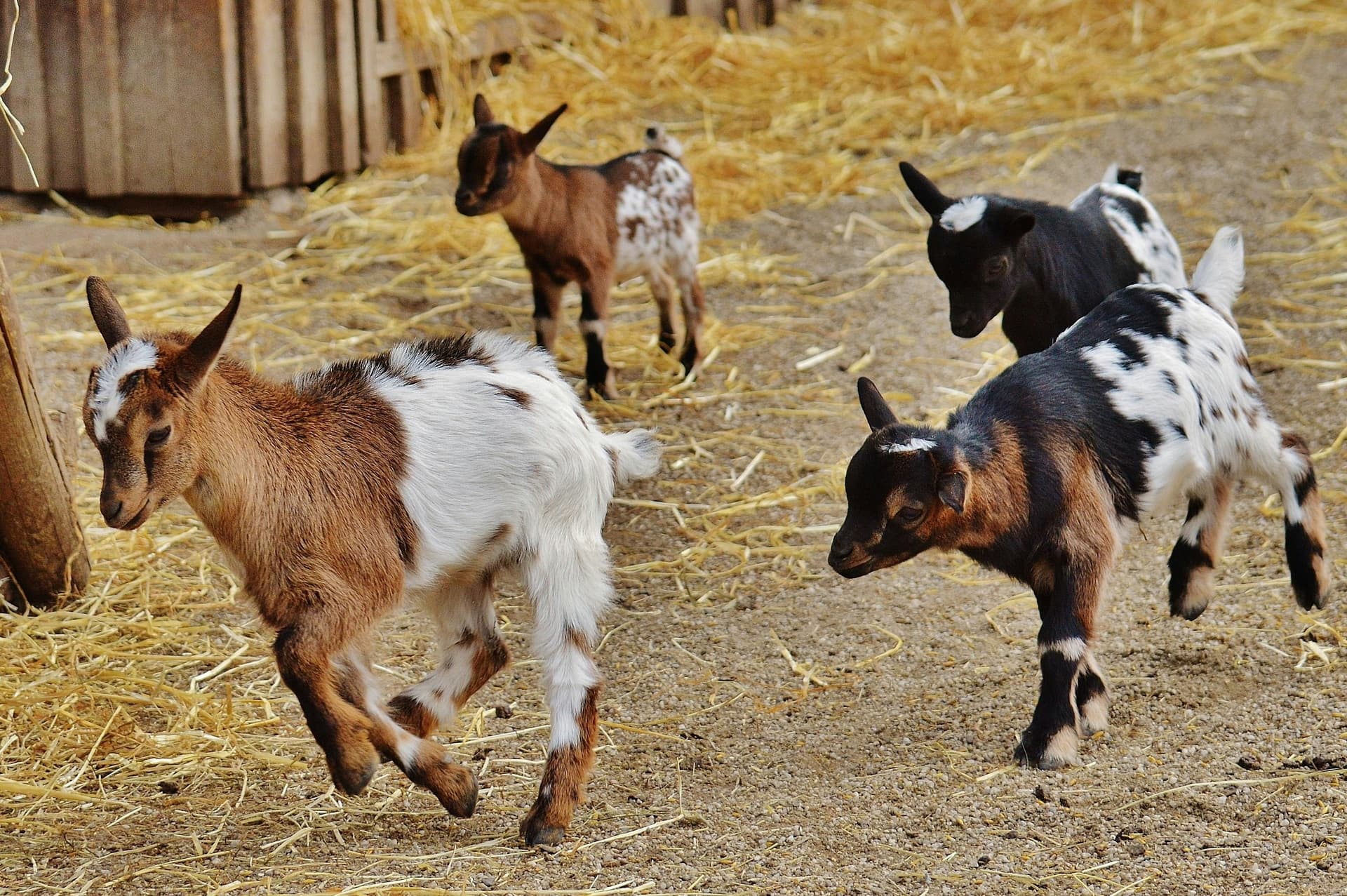 Goats with ear tags grazing outdoors