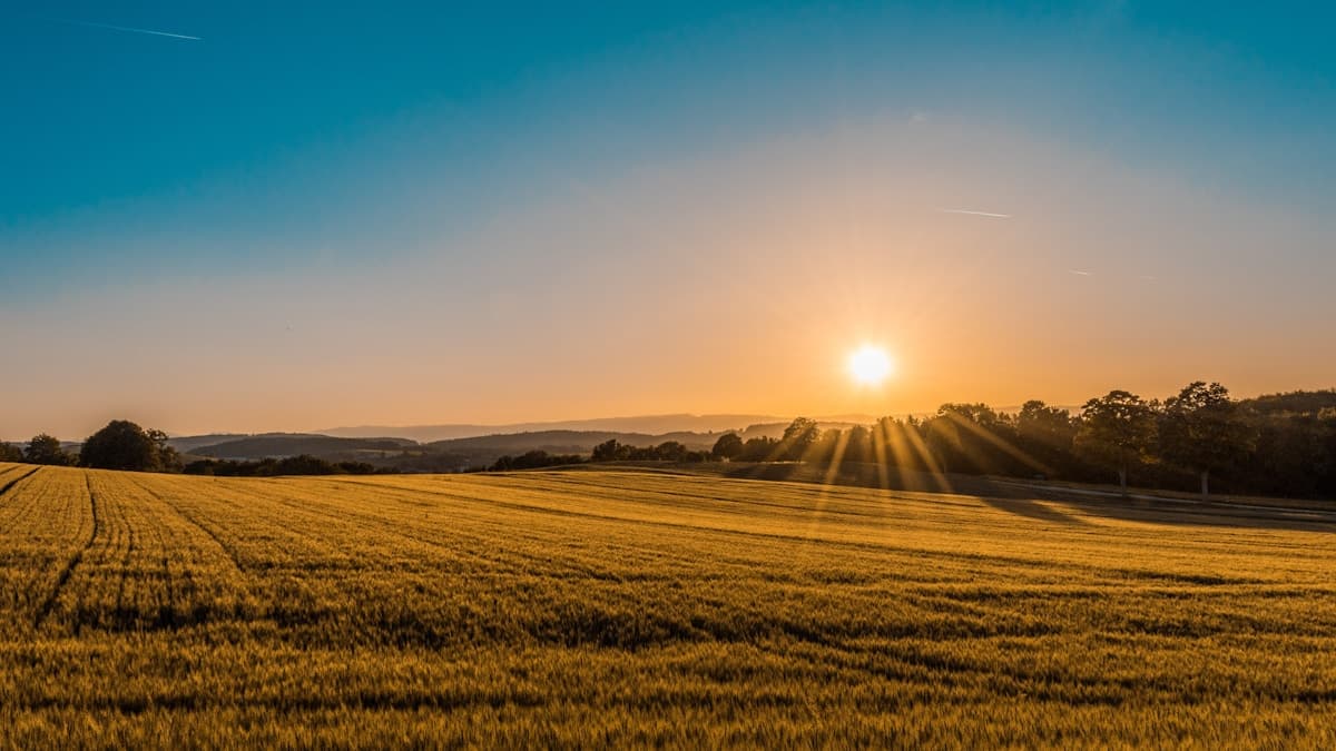 Rolling green farmland under morning mist