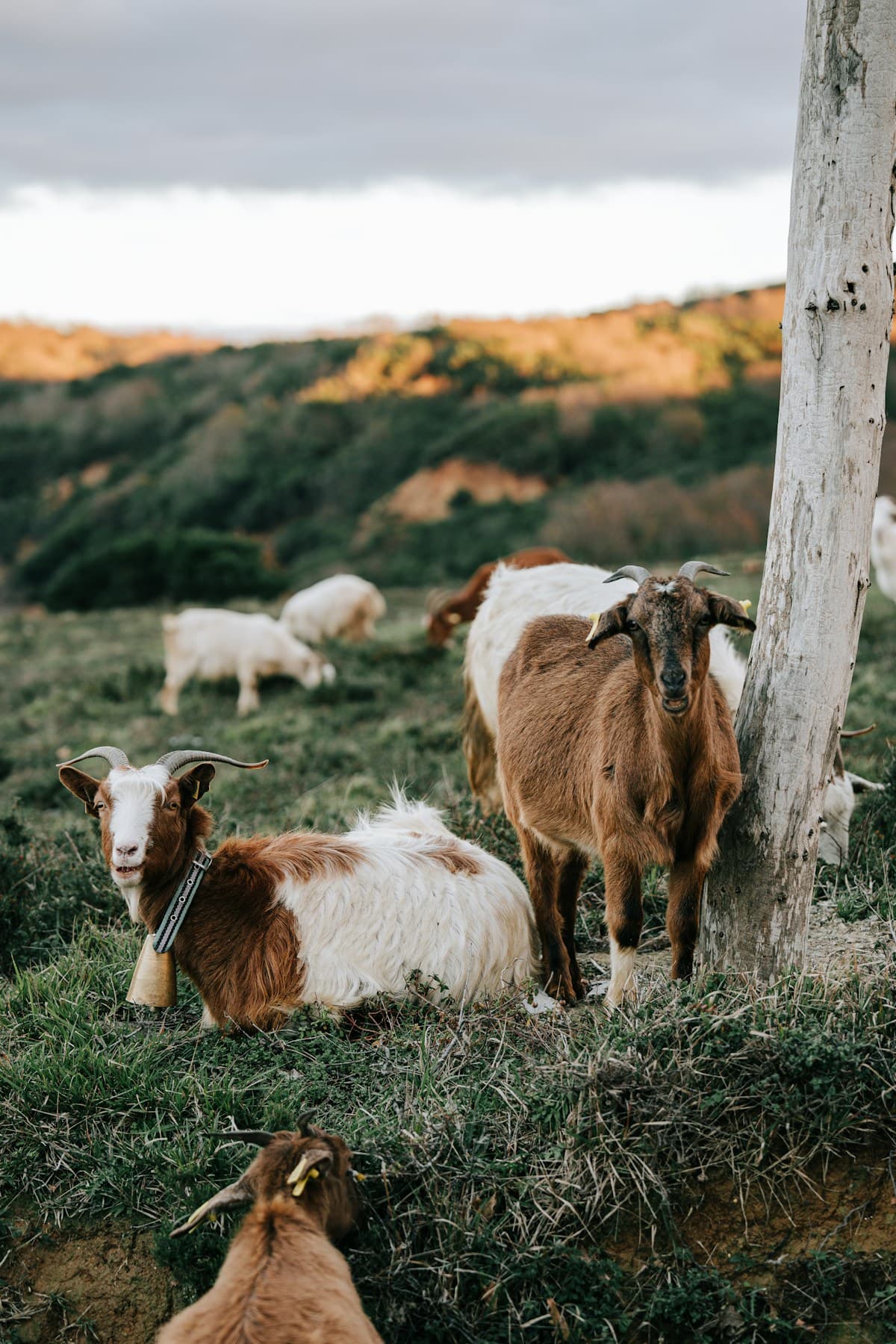 Goat herd grazing on a green hillside